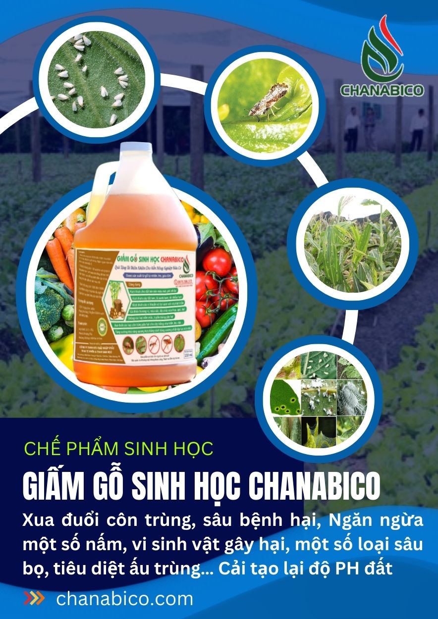 GIẤM GỖ SINH HỌC CHANABICO Phòng Tránh Côn Trùng - Cải Tạo Độ P.H đất